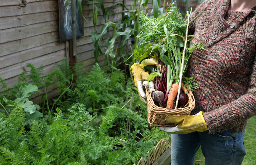 High Yield Veggies